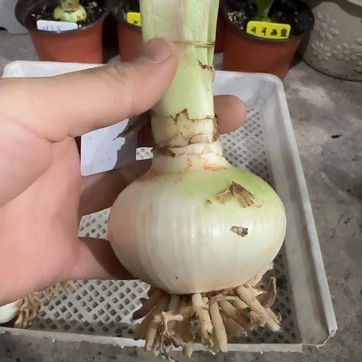 紫金6.3cm，裸球发货