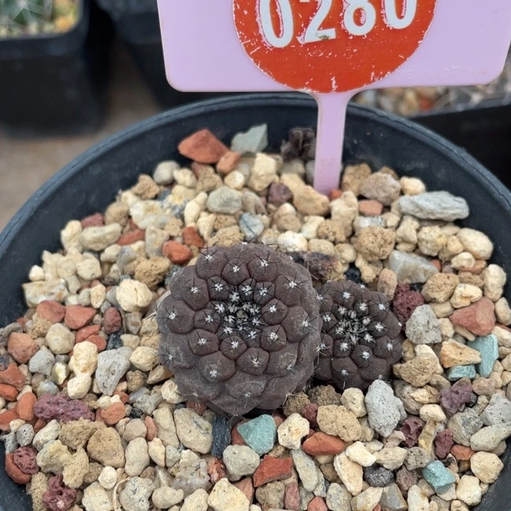 果***果实生仙人球0280000000