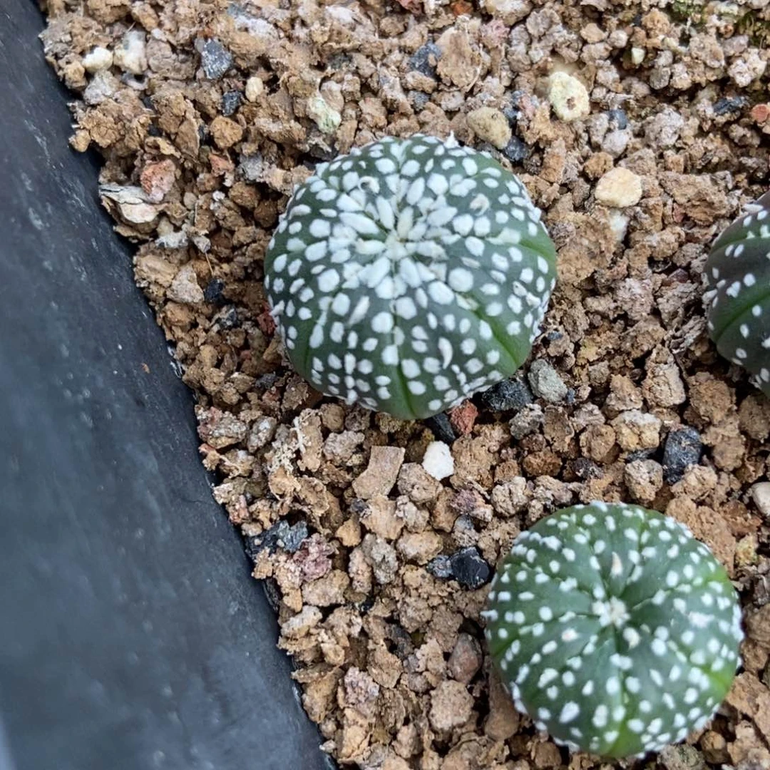 金***宴无刺仙人球开花了