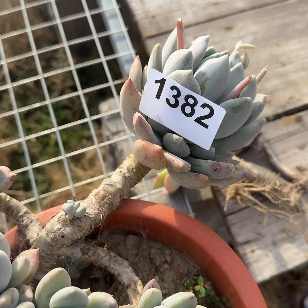 程*某155666555633333365522