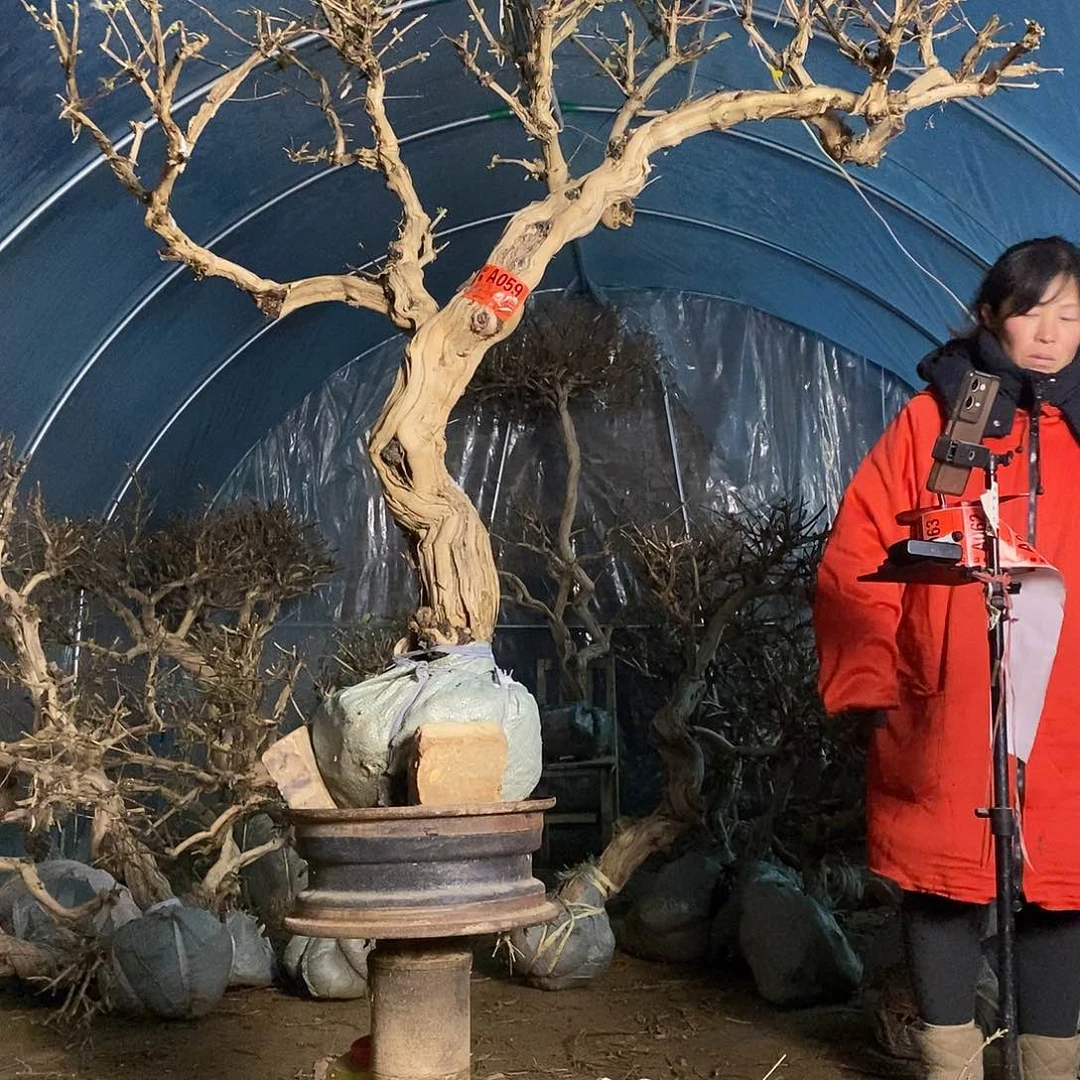 完全开放顽*金银花老桩66666