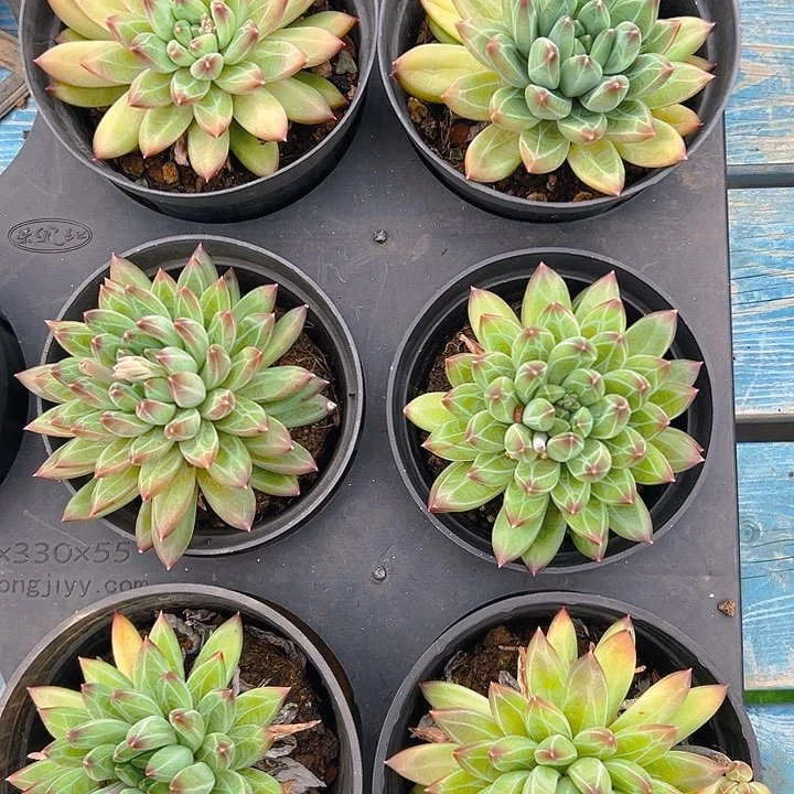 陨石单头满18包邮