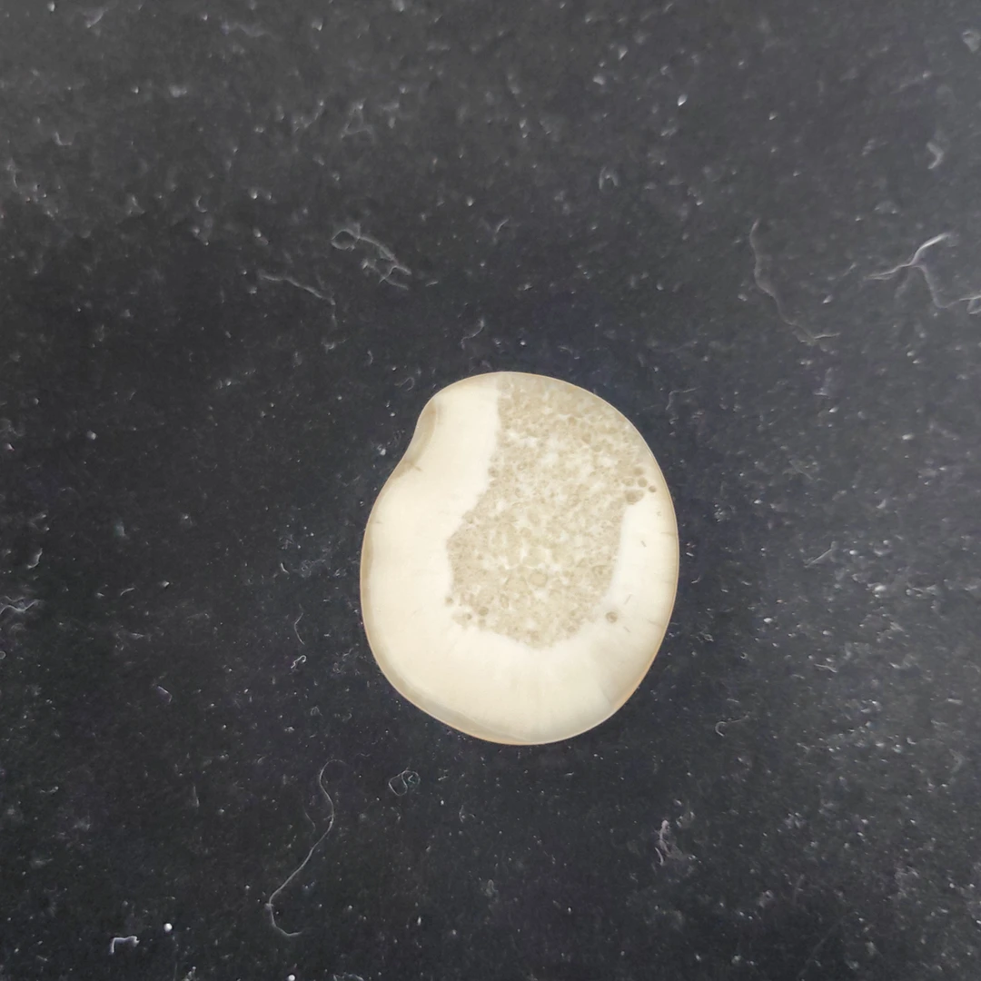 猛犸猛犸虬饼子WT591