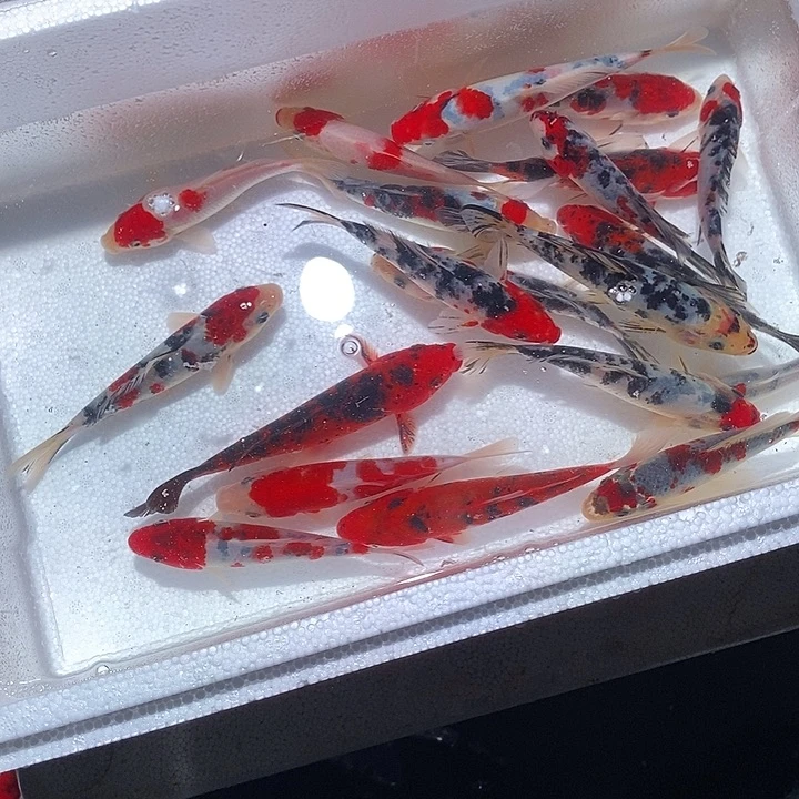 明***诚锦鲤锦鲤活鱼开箱包活