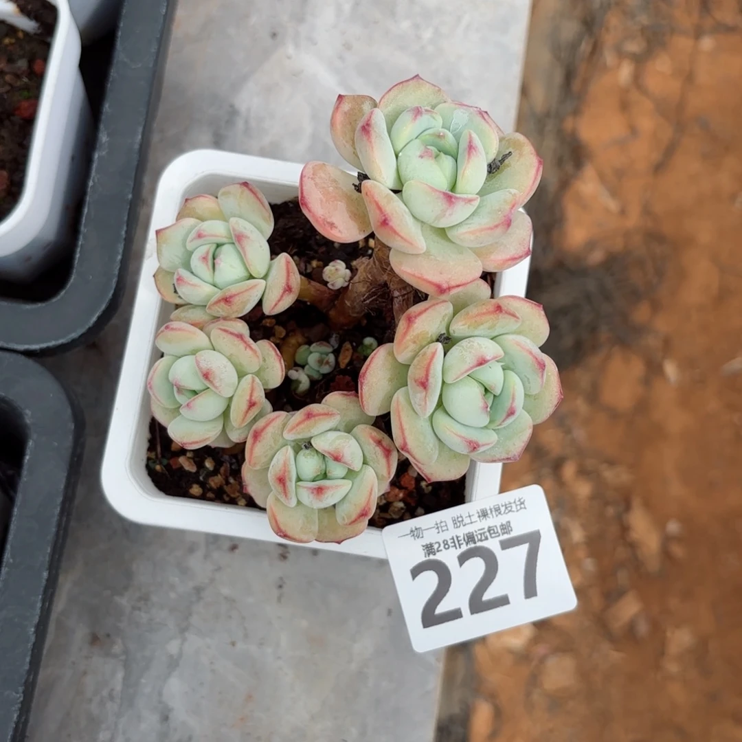 香草老桩无盆土发货