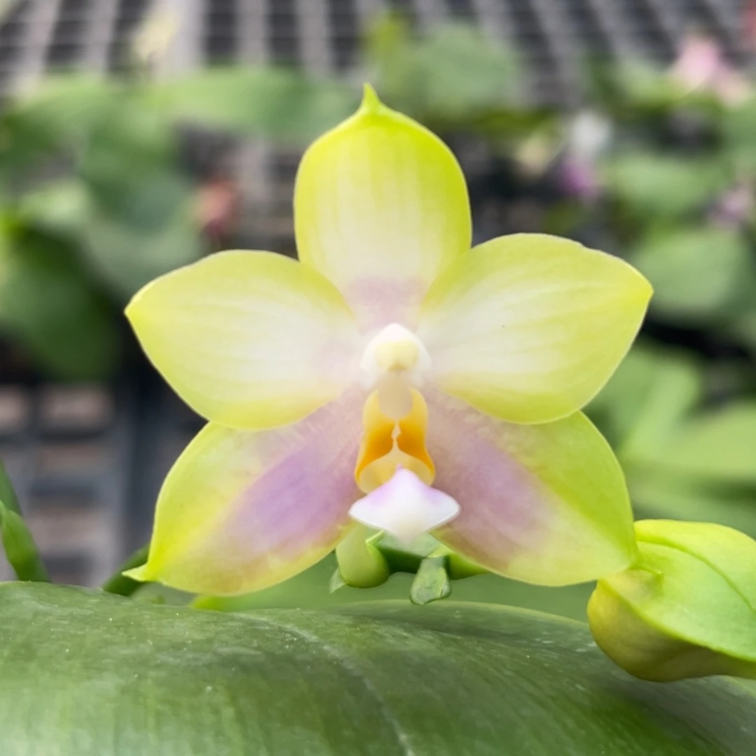 完全开放青紫葡萄