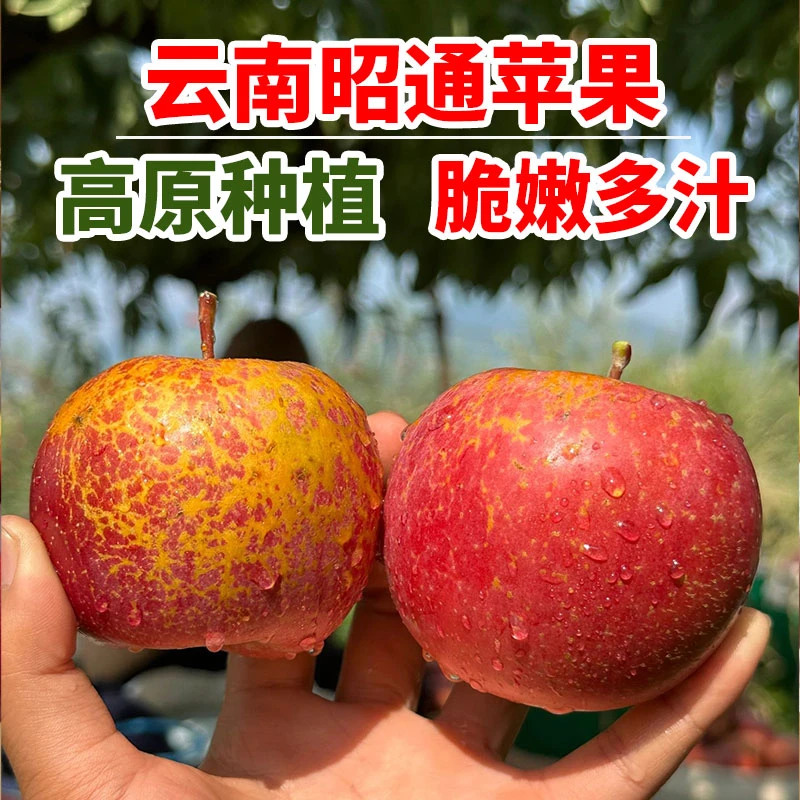 正宗昭通丑苹果云南产地直发现摘新鲜水果丑苹果苹果产地直发