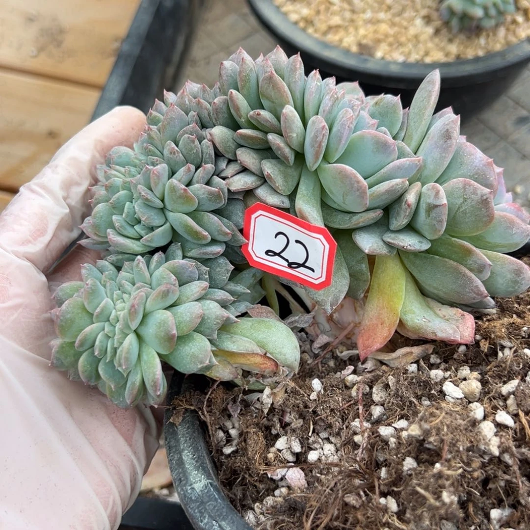 片*新年快乐 新年快乐 新年快乐 新年快乐