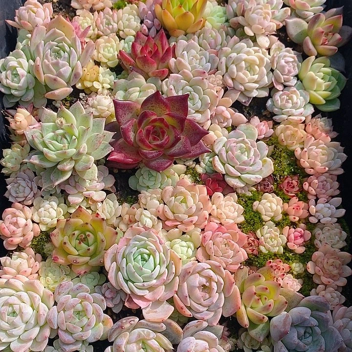 3 多肉植物盆栽花卉植物