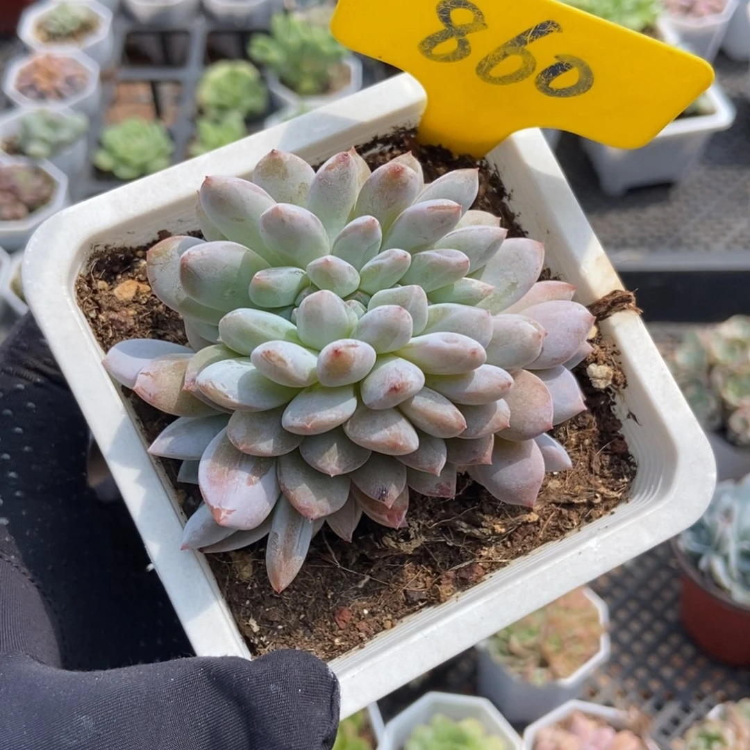 860橙子缀多肉植物保护
