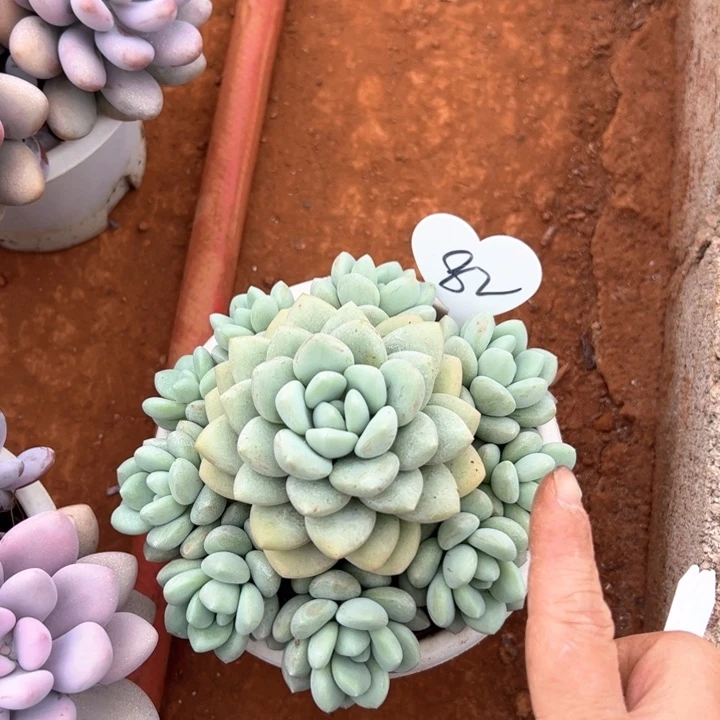 泡泡糖平平安安快快乐乐