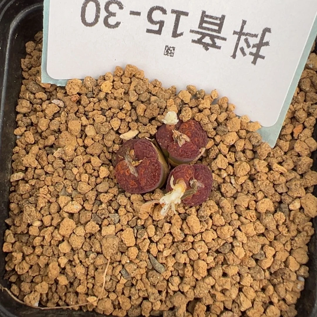 15-30肉锥多肉植物