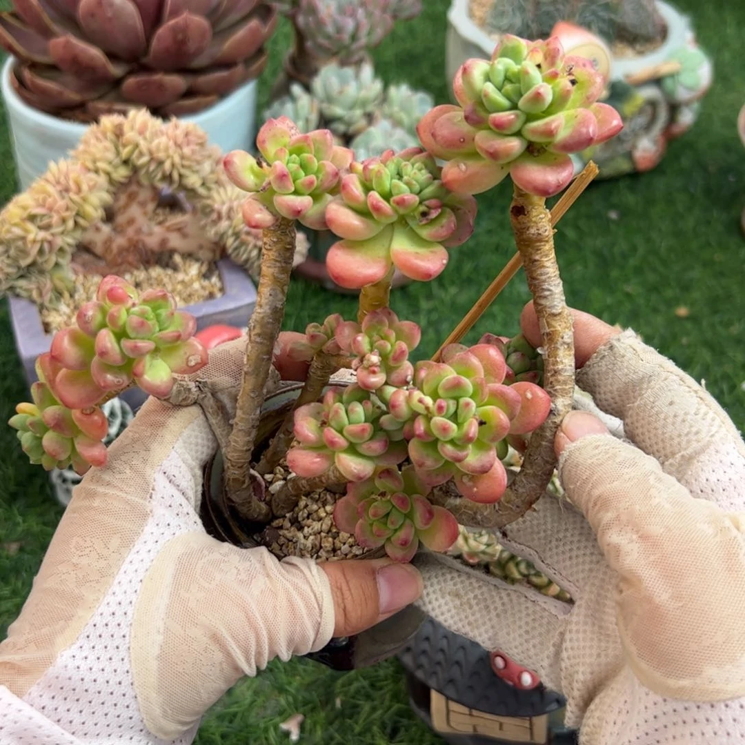 小***花509 满38包邮一物一拍