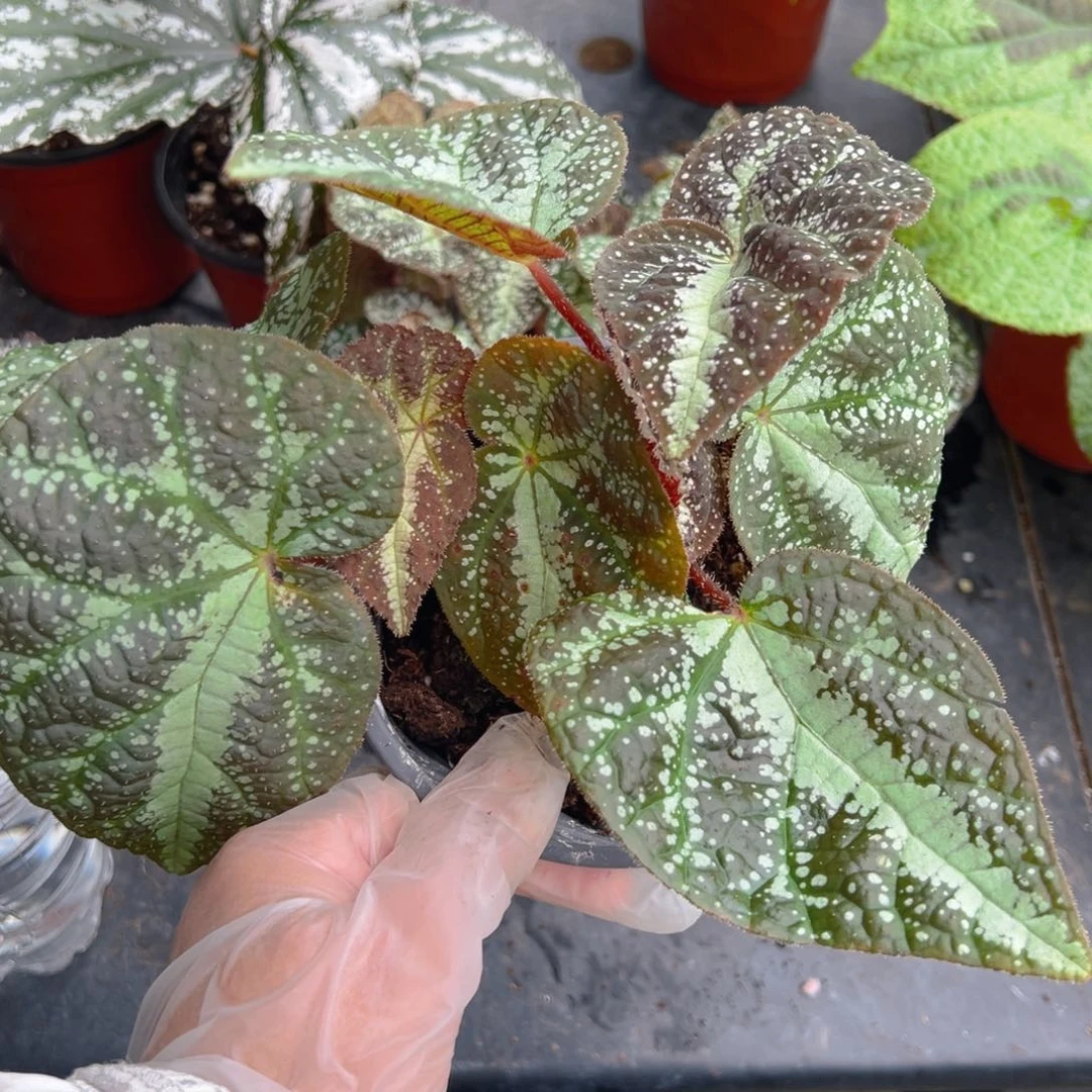 无花朵半侧膜变异秋海棠