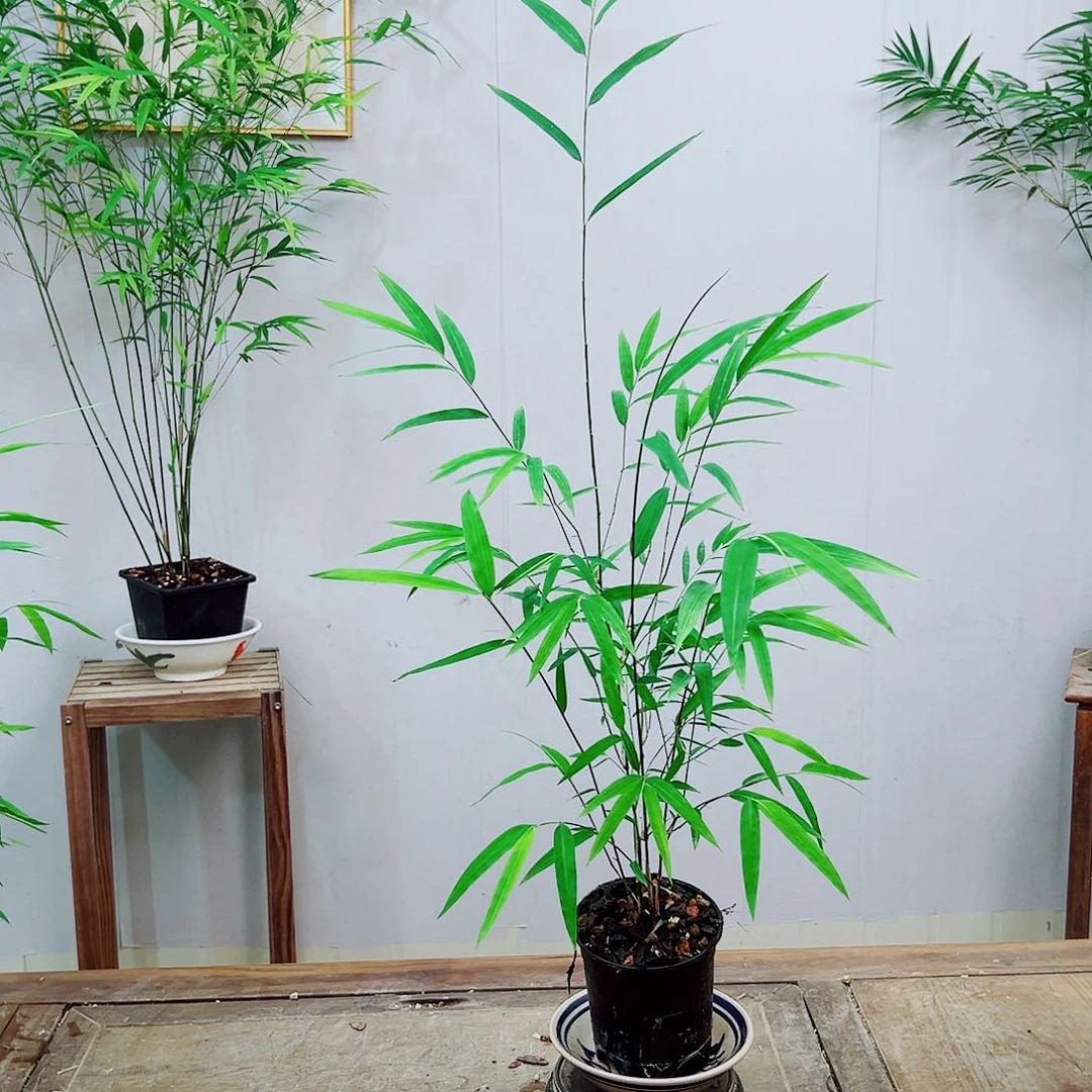 不开花植物内门竹