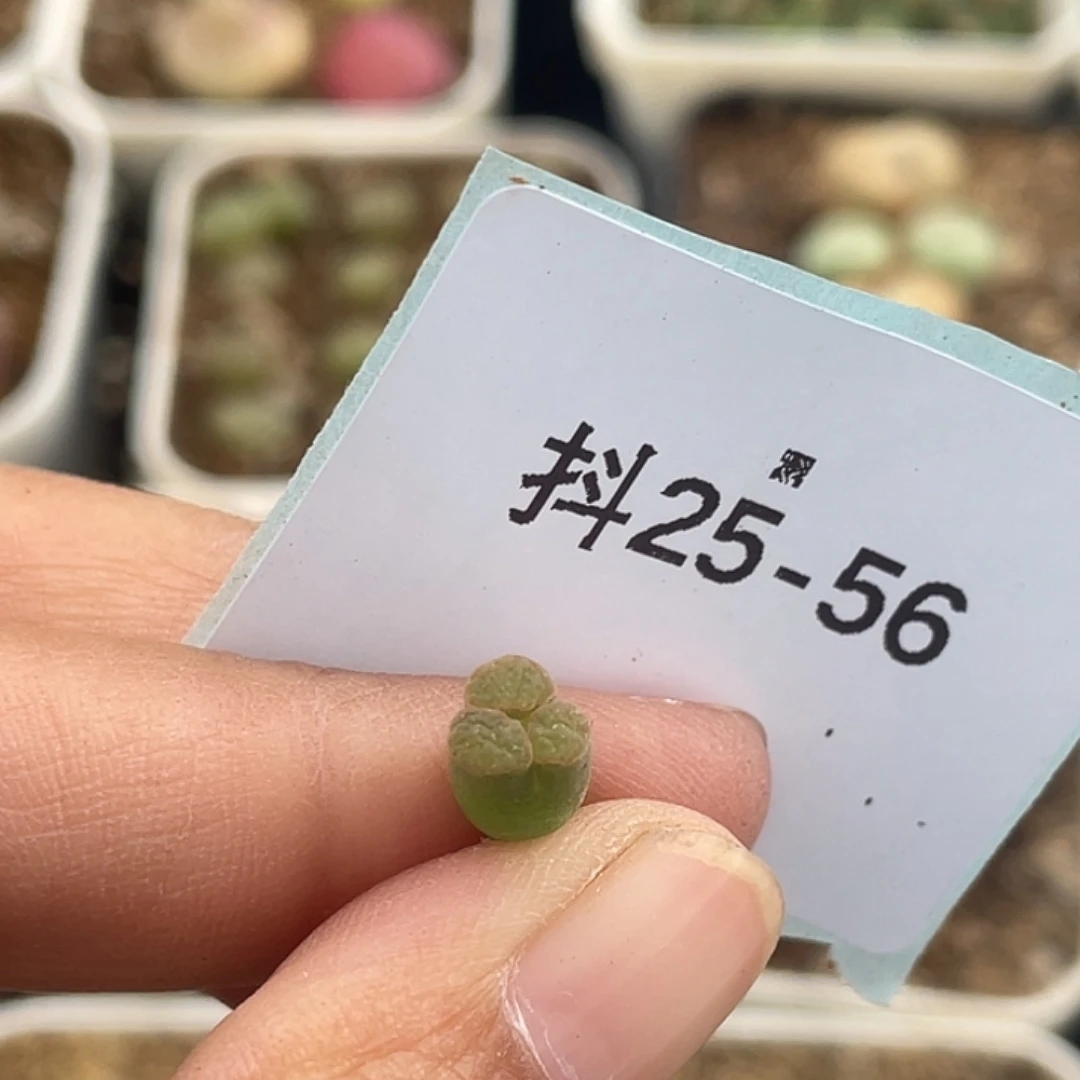 25-56奔多肉植物