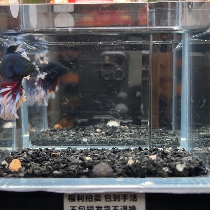 斗鱼一单包邮13日127