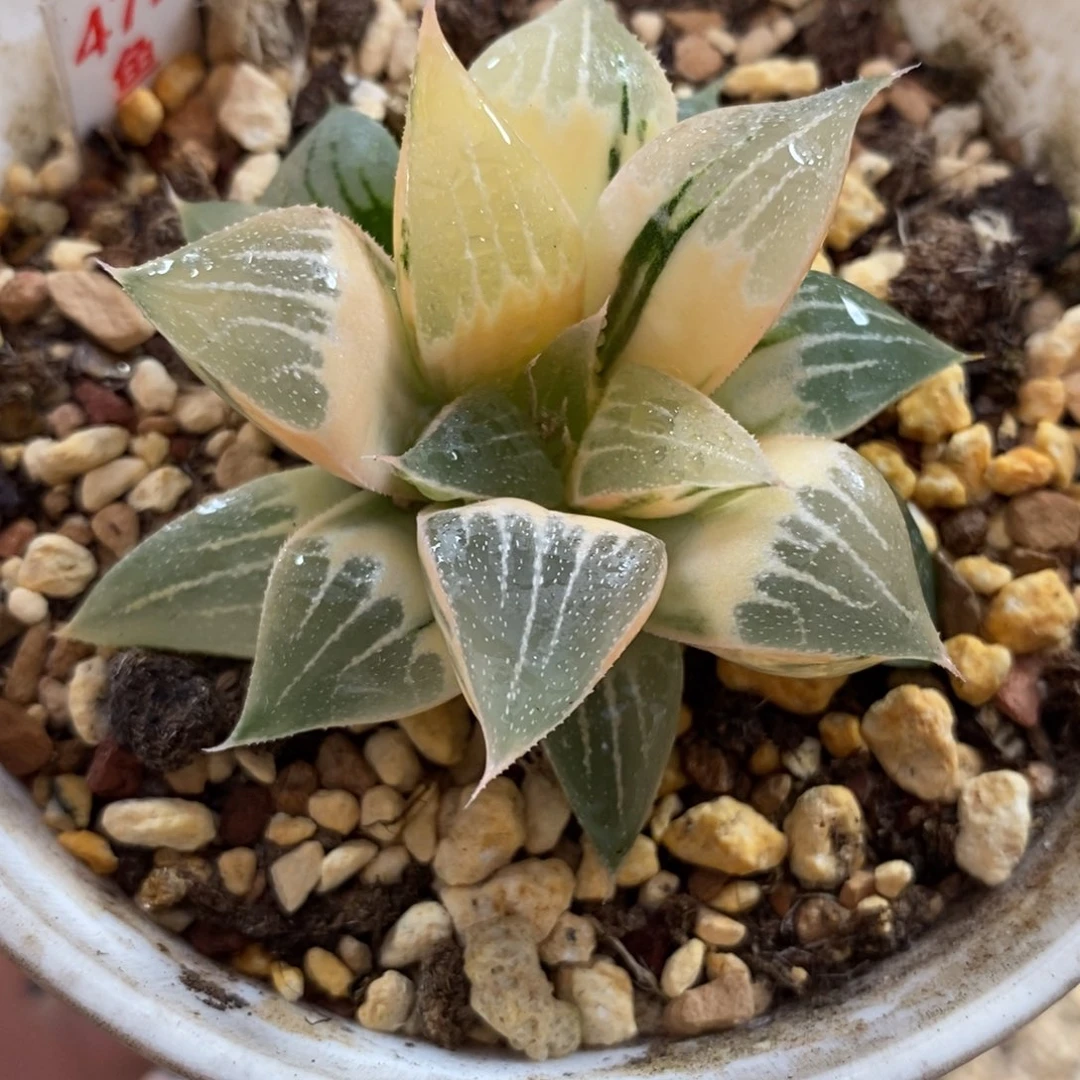 472湖斑实生寿锦一物一图