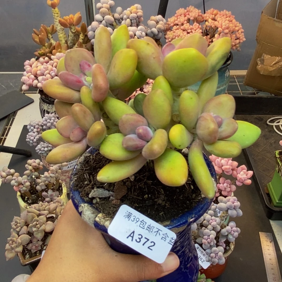 372芒果奶多肉11cm