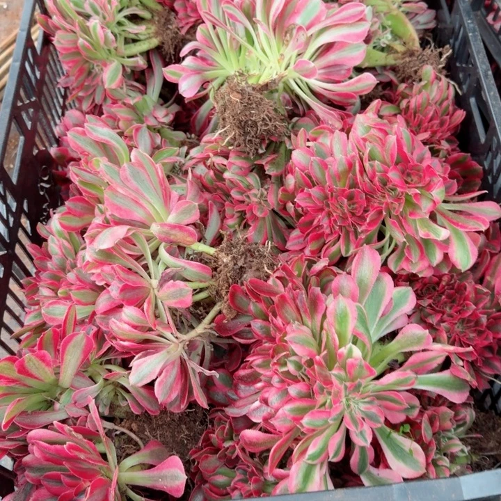 女巫缀化三颗啊啊啊啊