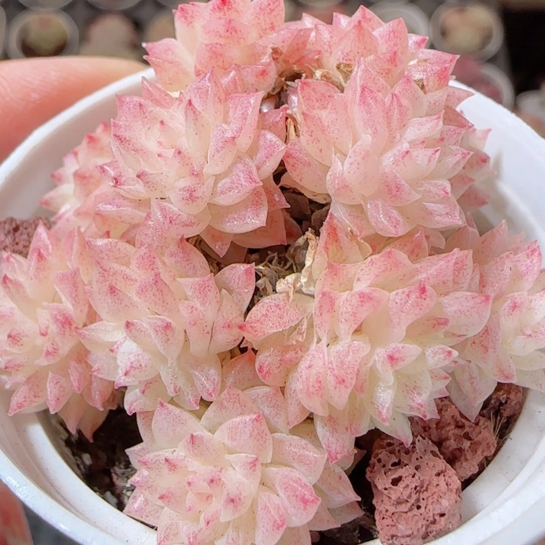 花语多肉1229-65散