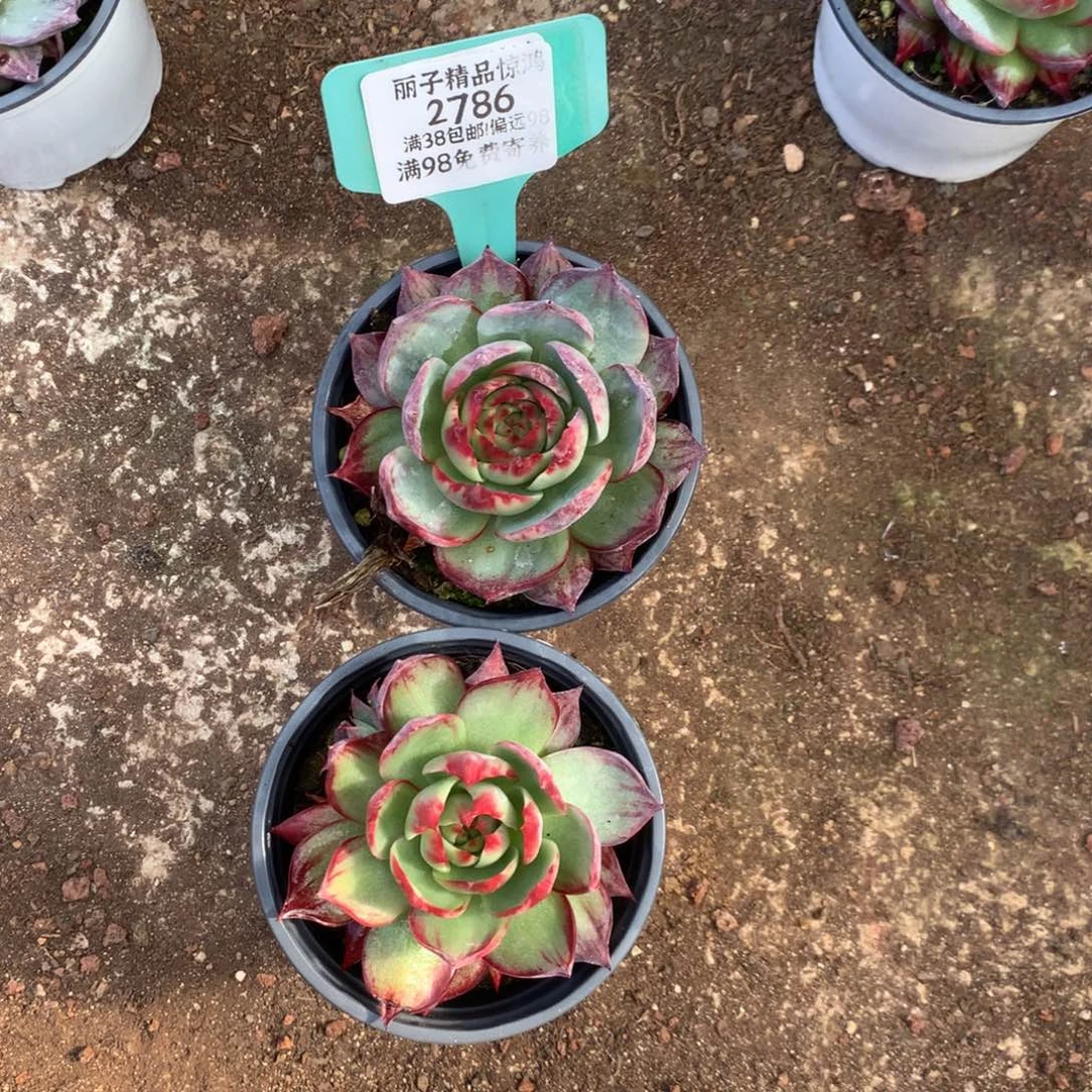 懒***~2786号多肉植物惊鸿2颗