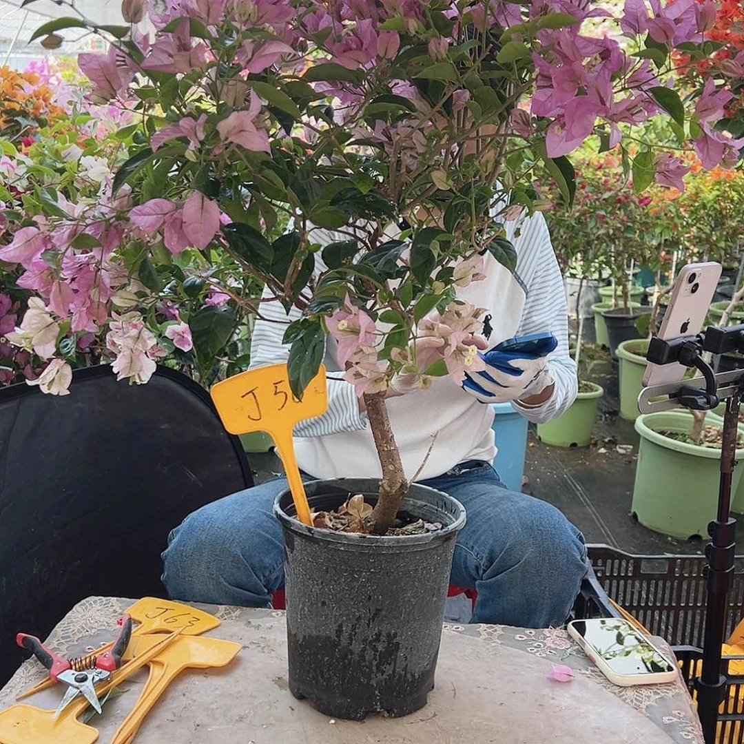 紫***线大部分花苞少量开放J56赛佛里