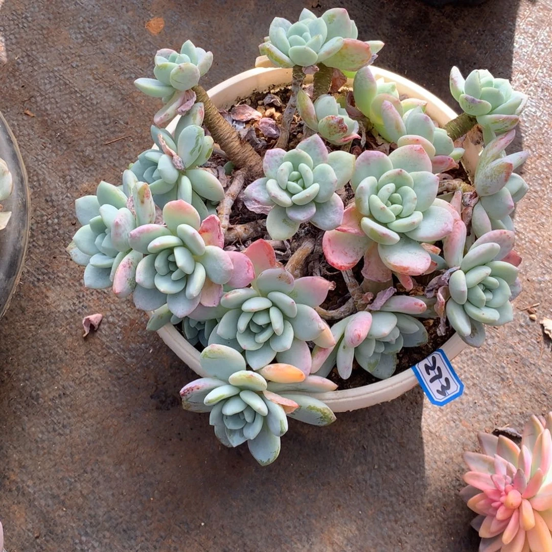 273冷香 一物一拍多肉