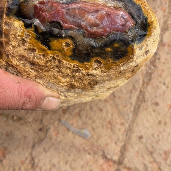 定制玛瑙鱼**生好咯于是视频