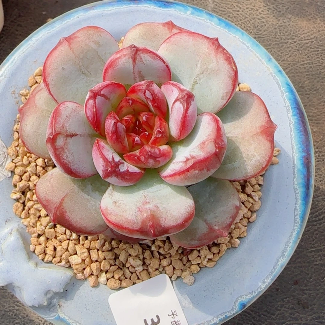 雪色浪漫，3876多肉植物