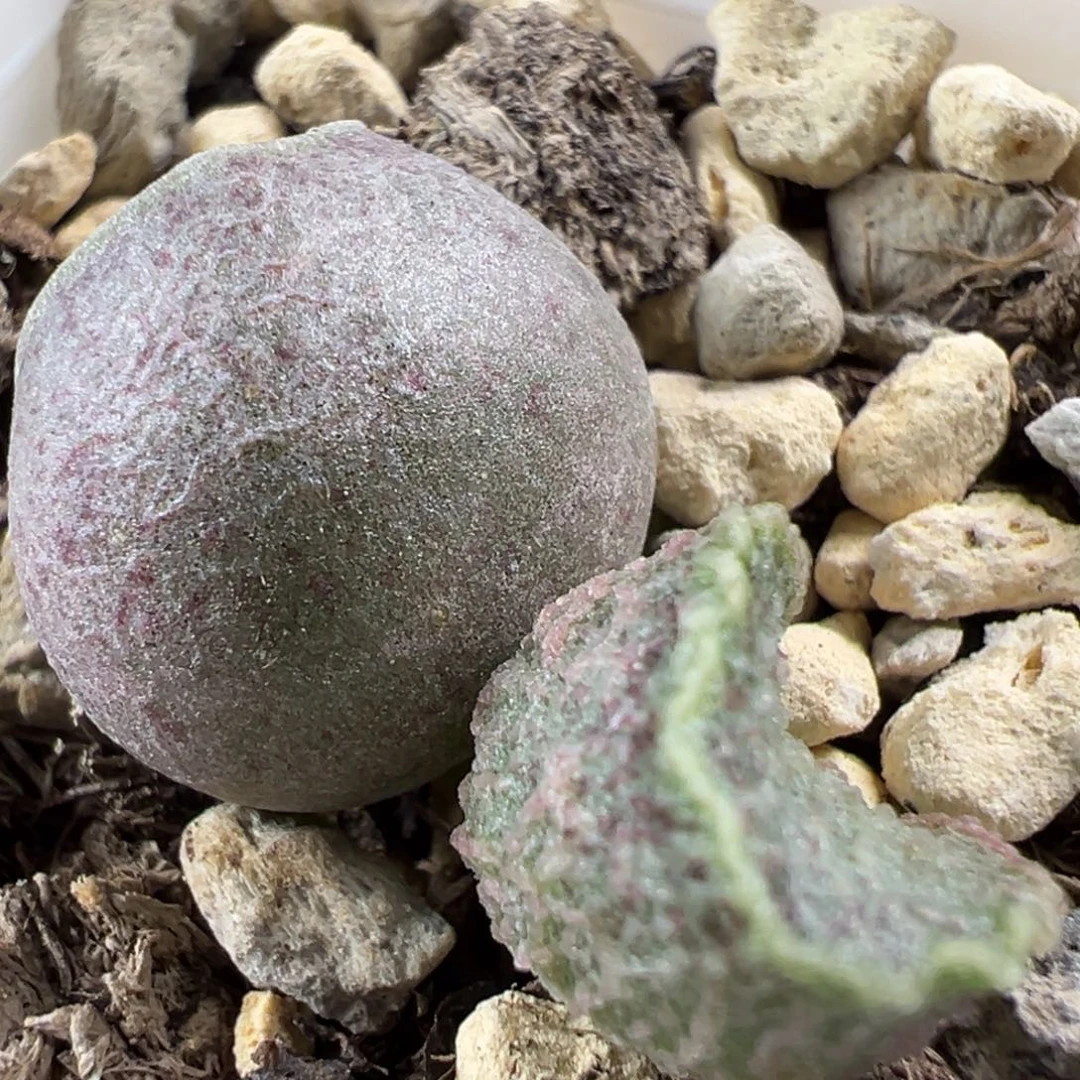 实生新品大苗多肉植物水泡