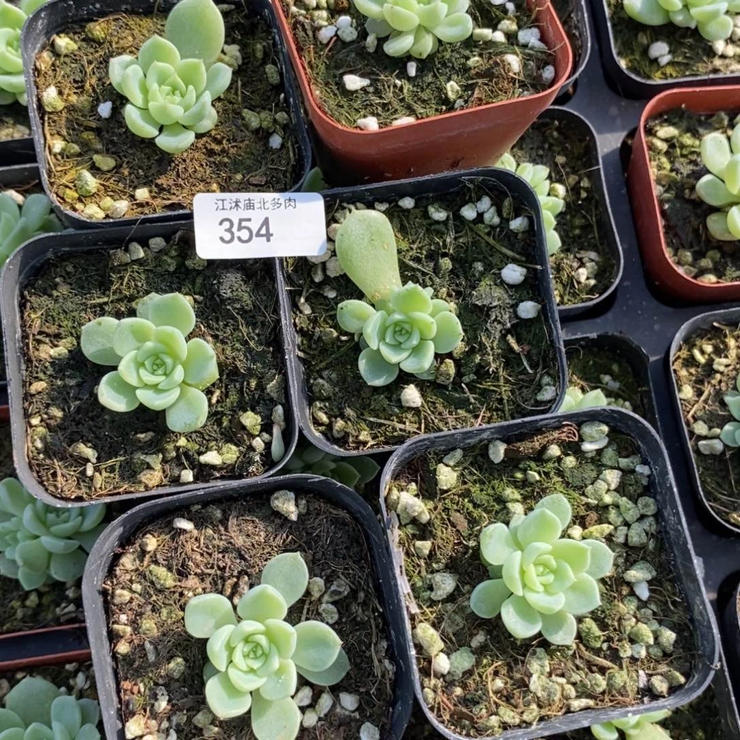 标354泼天财富一个量拍