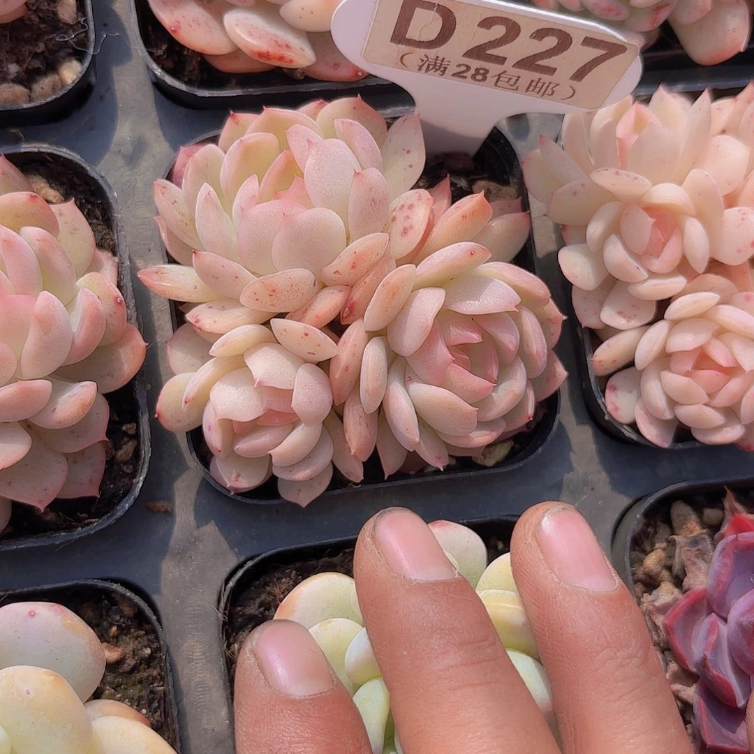 D227草莓糖一物一拍