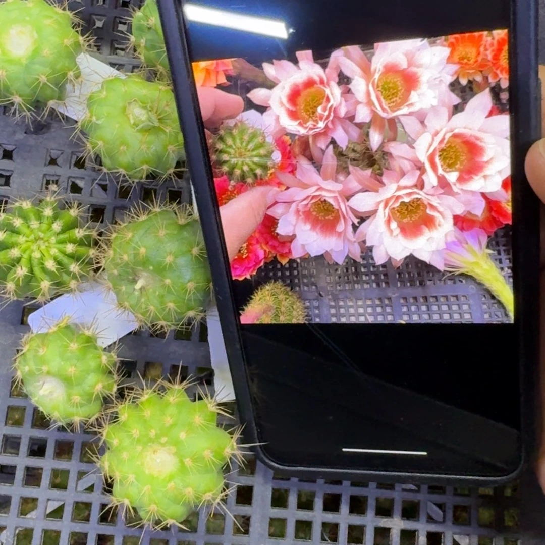 43丽花阳光少女歪3公分左右无根侧牙，20包邮