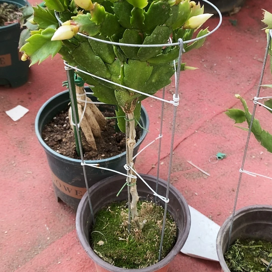虞****完全开放福利款单层