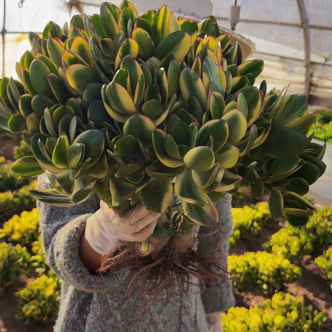 大号新花月锦多肉