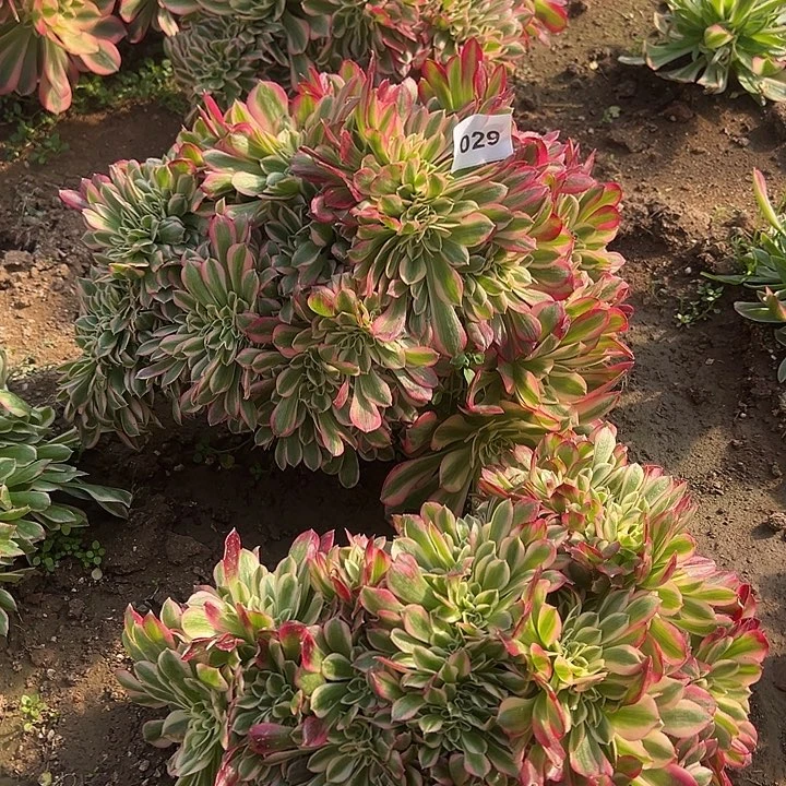 ?***笑1.17-29女巫缀多肉1