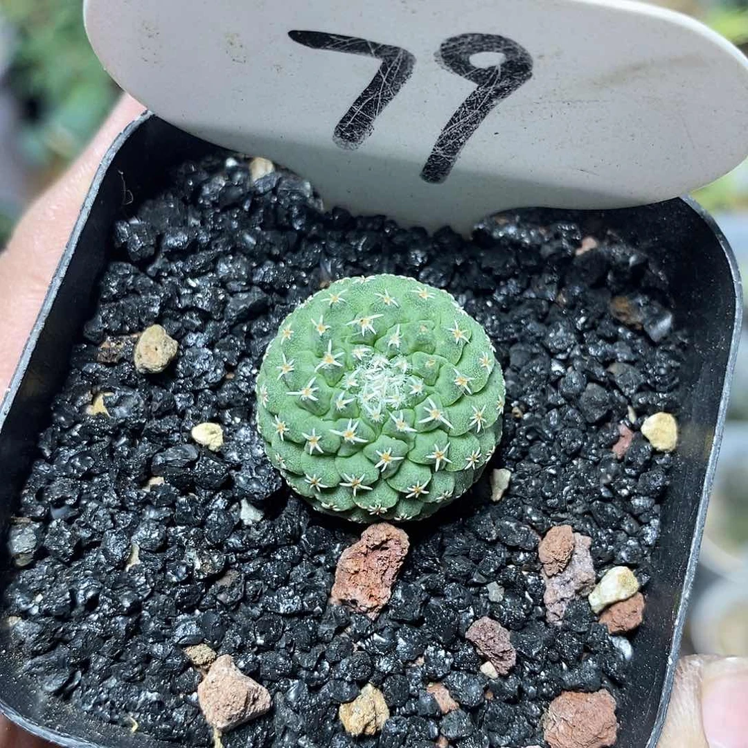 小**?专拍79号实生菊水