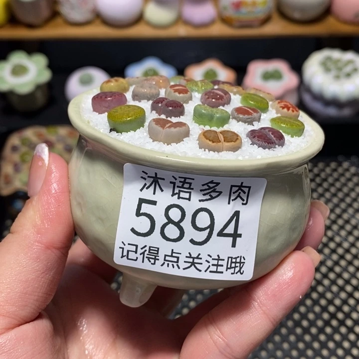 带盆土植物 一物一拍5894