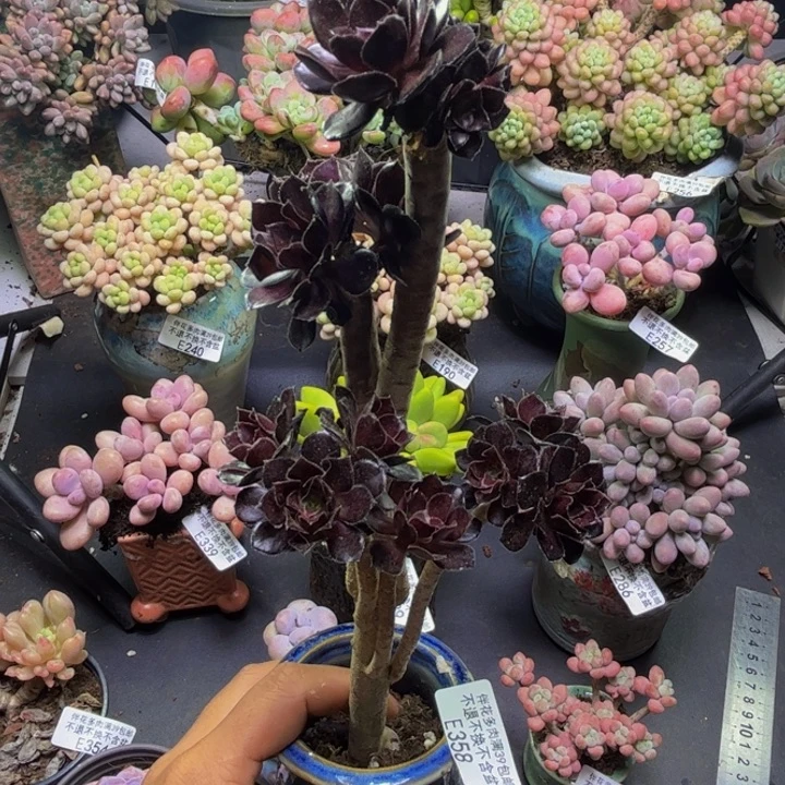玫瑰法师358/9cm多肉