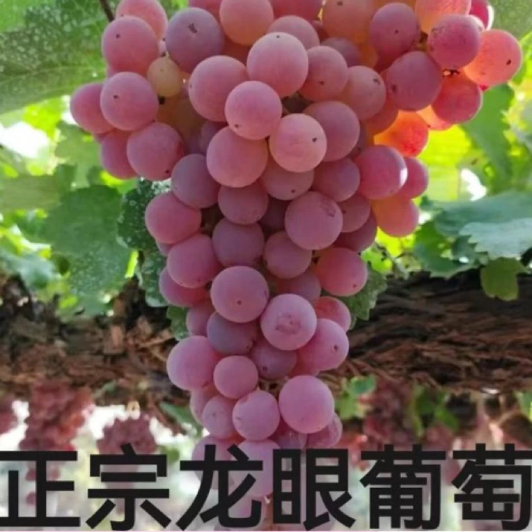 山西清徐龙眼葡萄（老品种、老口味）山西省