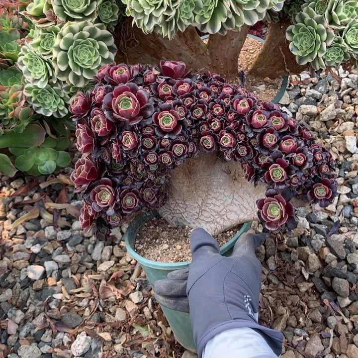 瑕疵梅花朵朵脱土发户呀