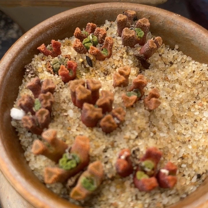 3头火柴头一颗买3送1