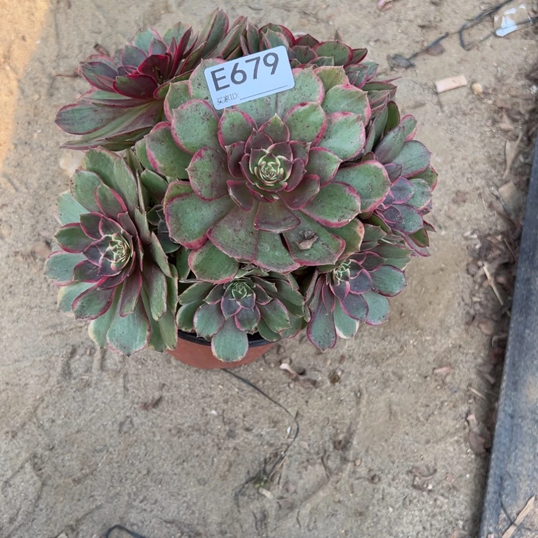679粉花妖多肉植物法师