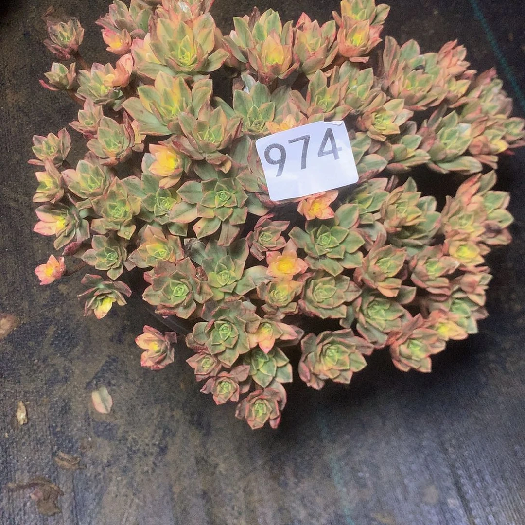 974甜茶多多肉植物