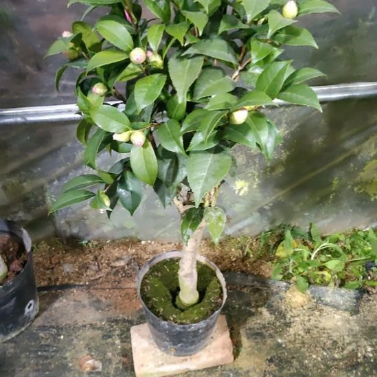 云****8867干贝利，原盆原土发货