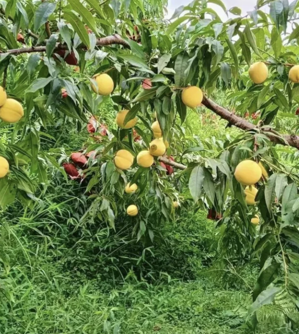 湖南湘西凤凰高山   黄桃新鲜现摘脆甜多汁果香浓郁中果