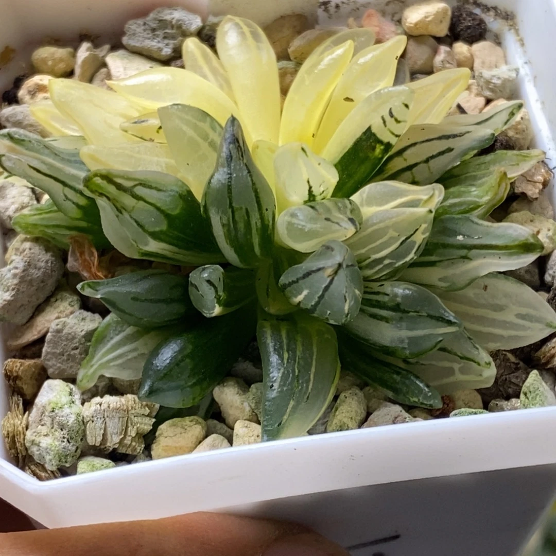 93号西瓜锦带盆发货