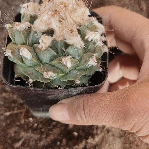 539处理木心根仙人球