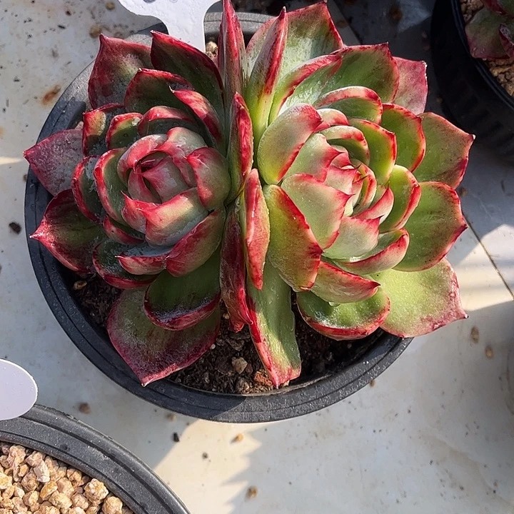 惊鸿仙子一物一拍，15厘米左右